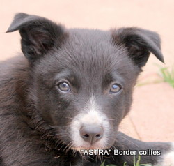 Black and white male, Smooth to medium coat, border collie puppy